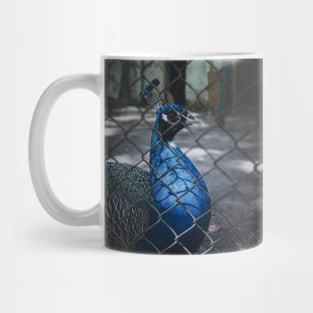 a peacock Mug